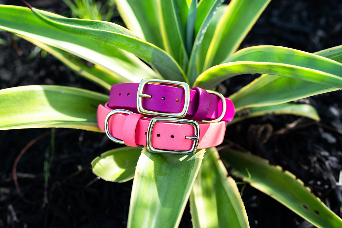 Best Waterproof Dog Collars for Active Dogs - BioThane is a Top Choice