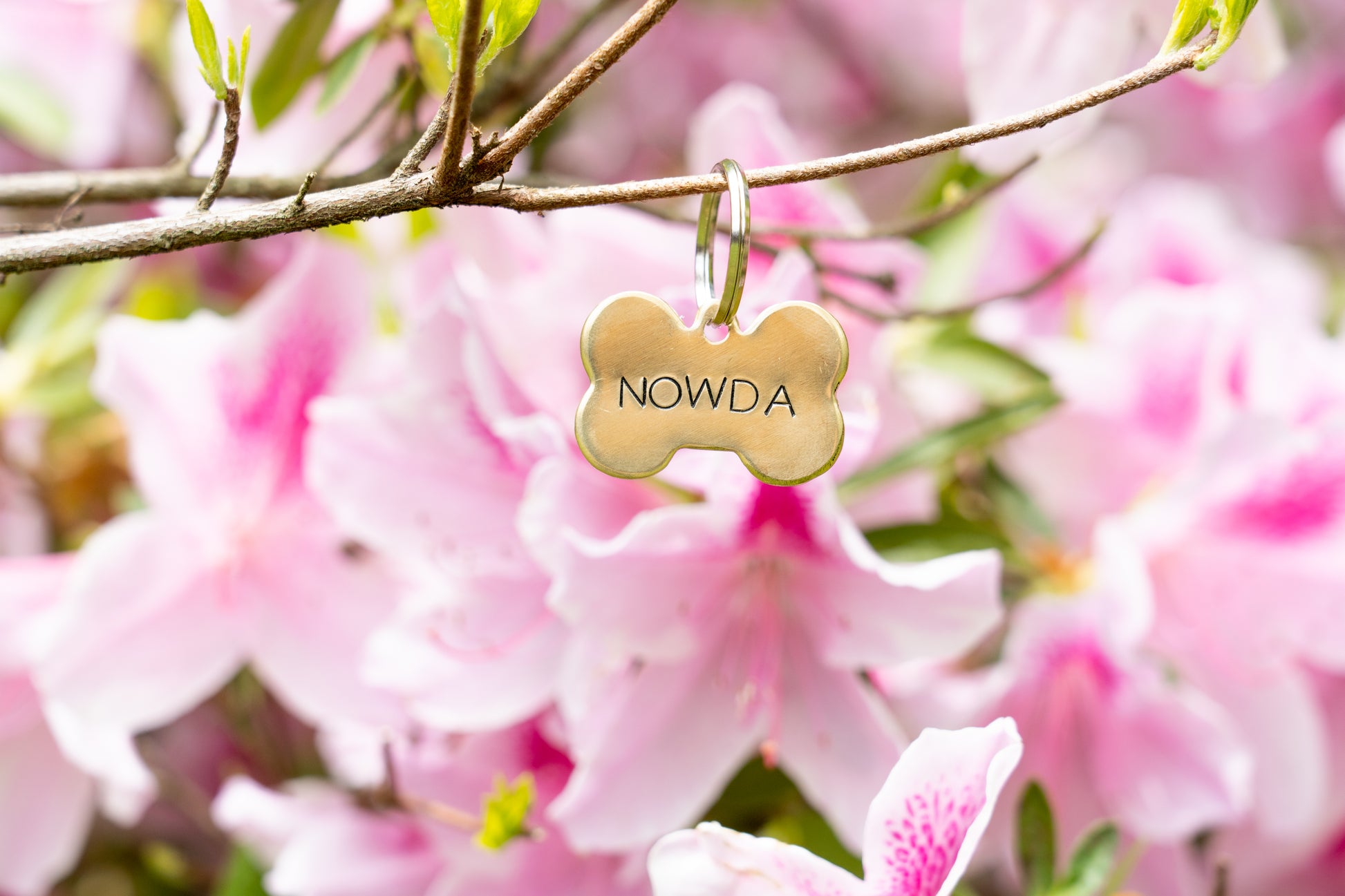 Simple Bone Dog Tag image 1