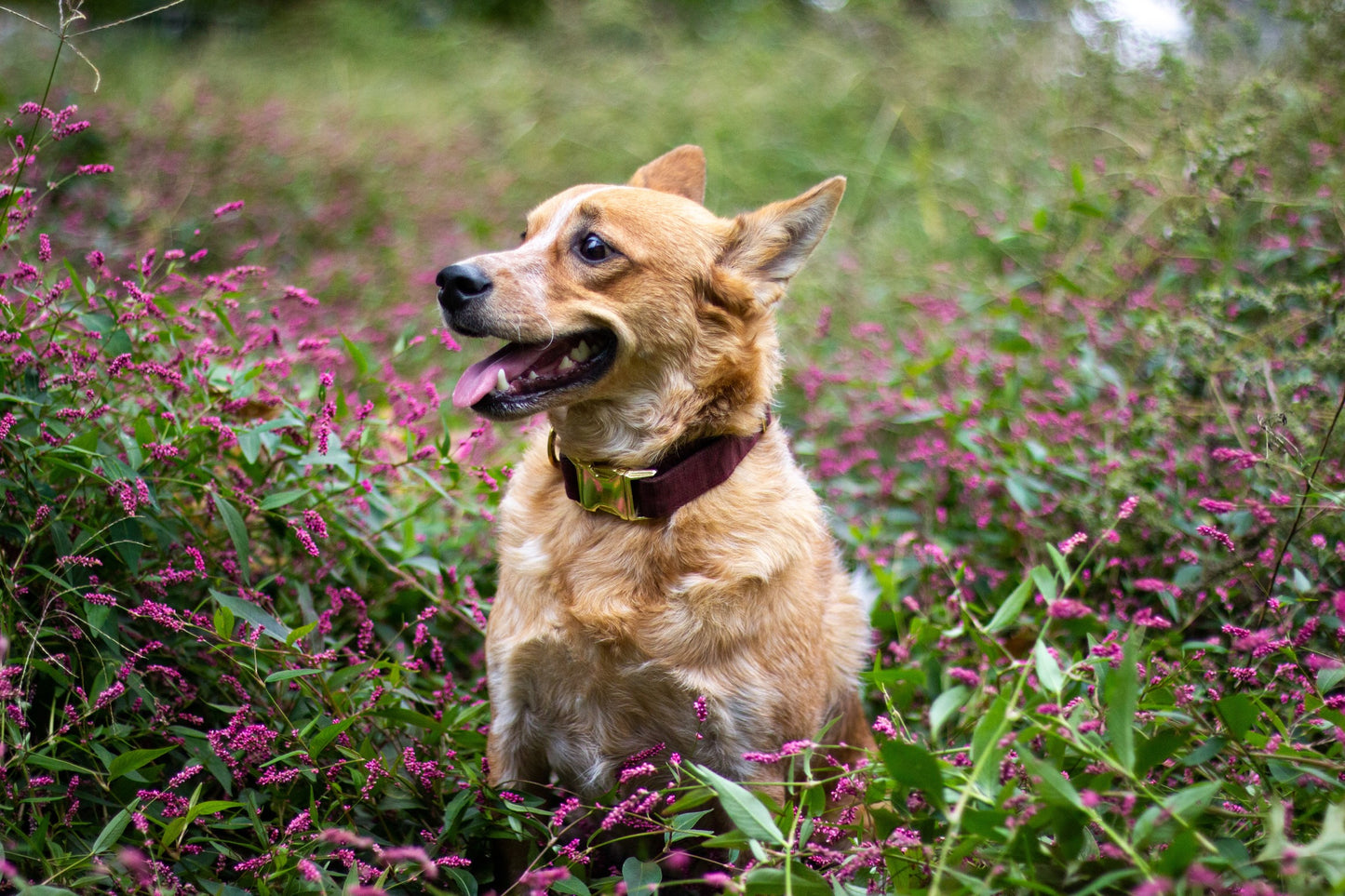 1.5" Width Eco Canvas Collars
