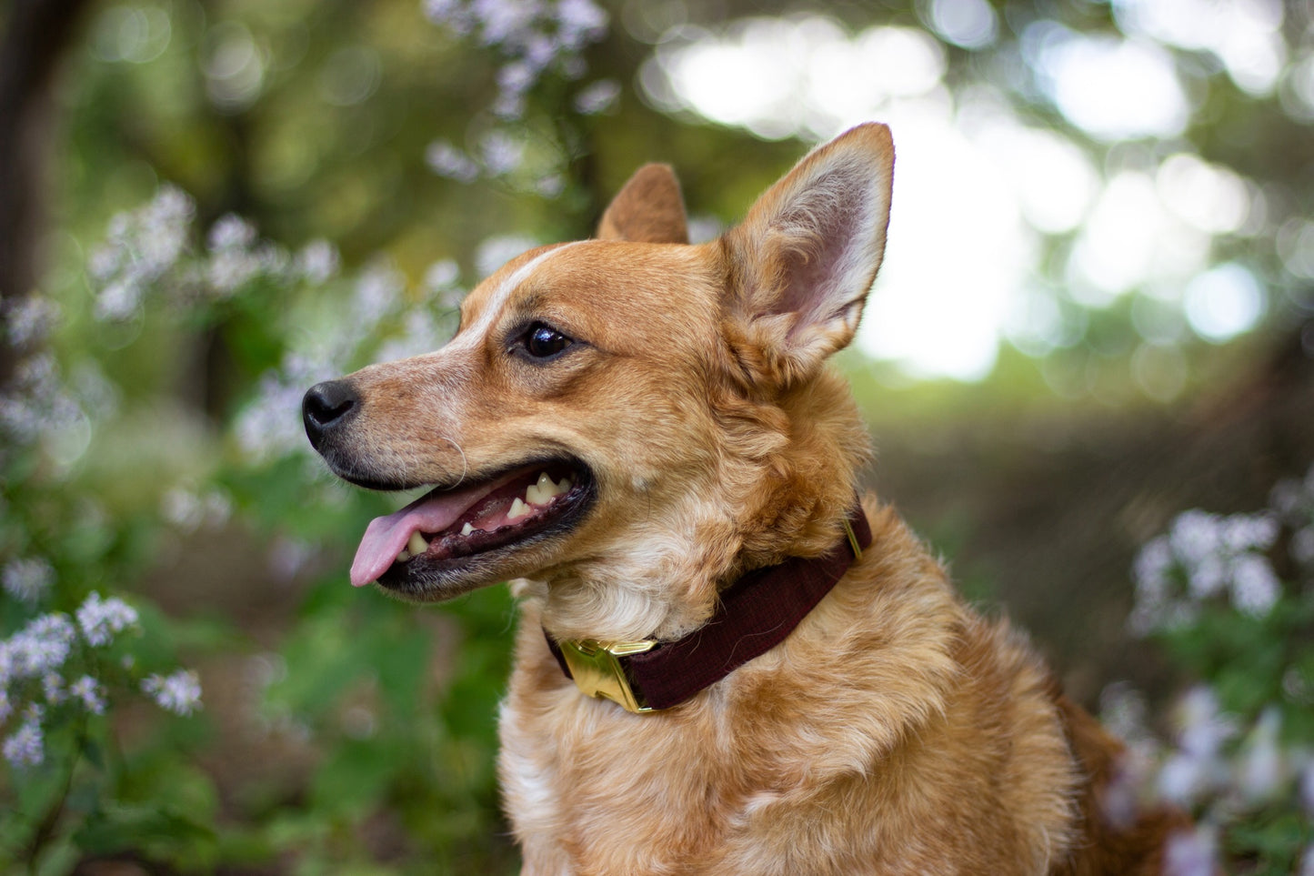 1.5" Width Eco Canvas Collars