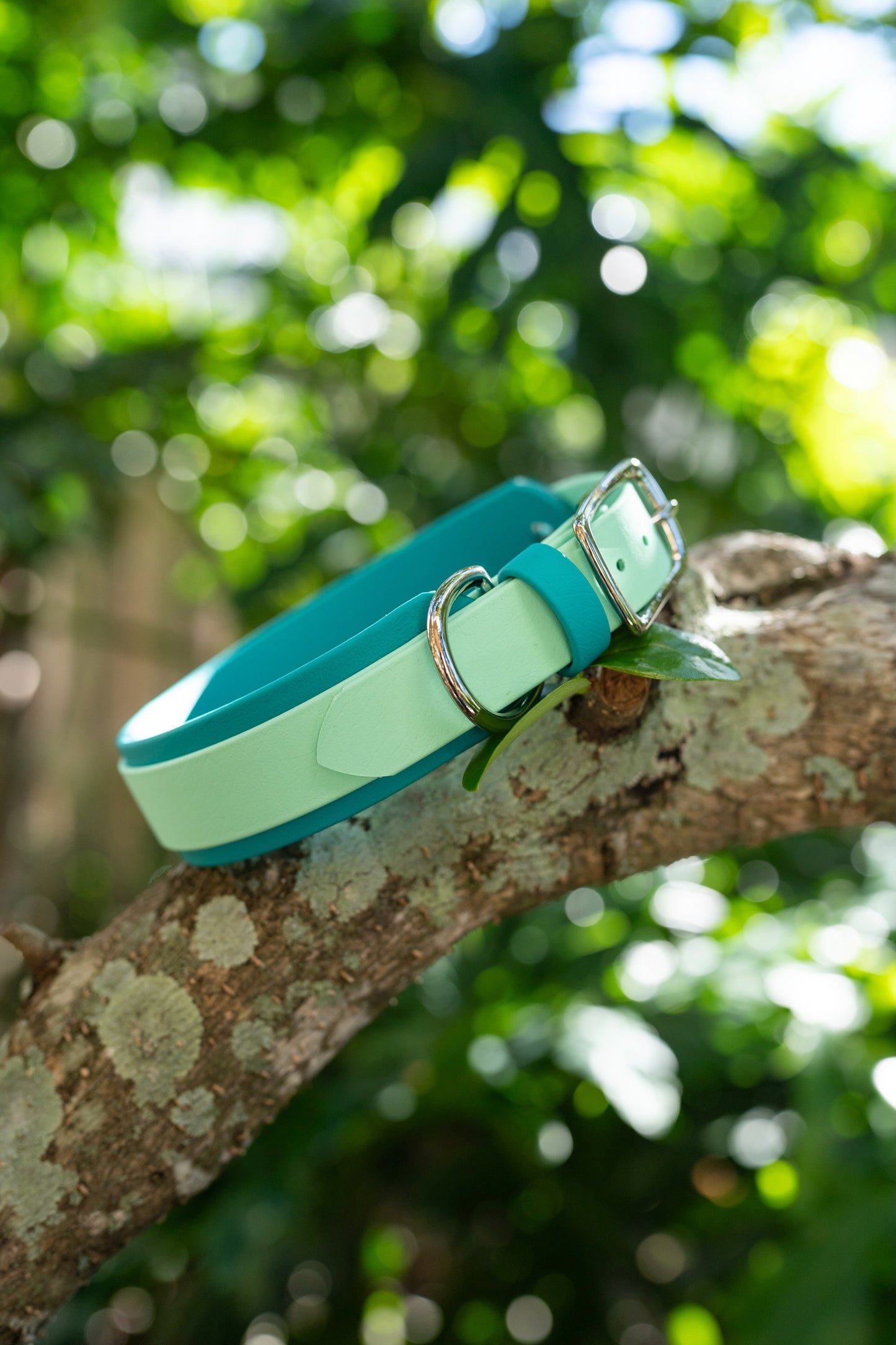 1.5" Layered Collar