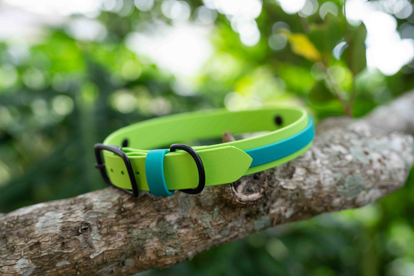 Collar with Accent Stripe