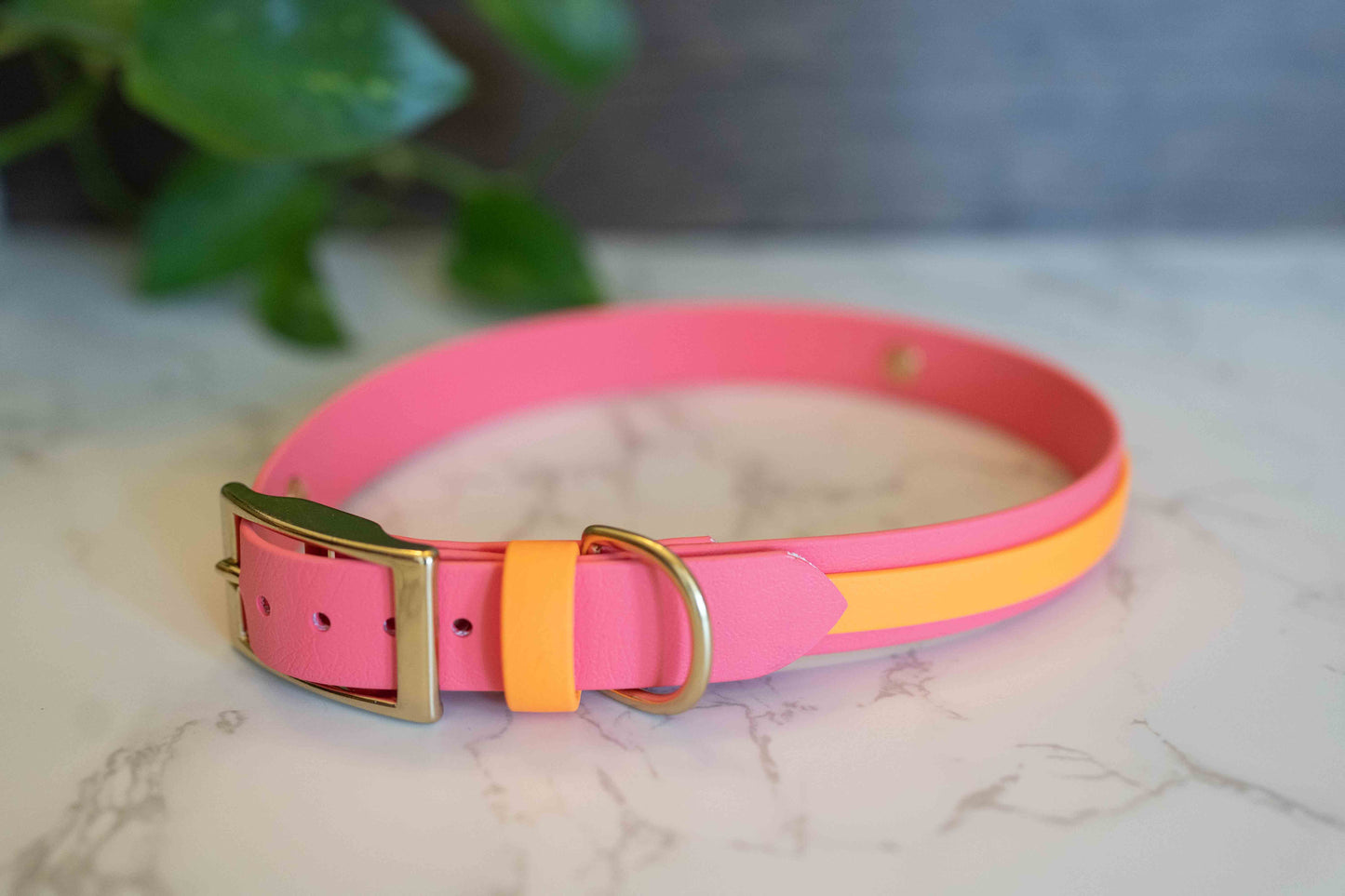 Collar with Accent Stripe