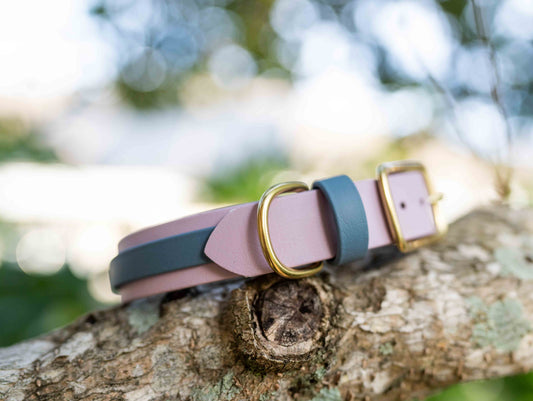 Collar with Accent Stripe