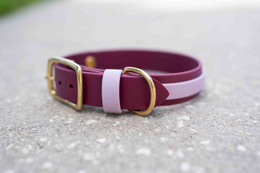 Collar with Accent Stripe