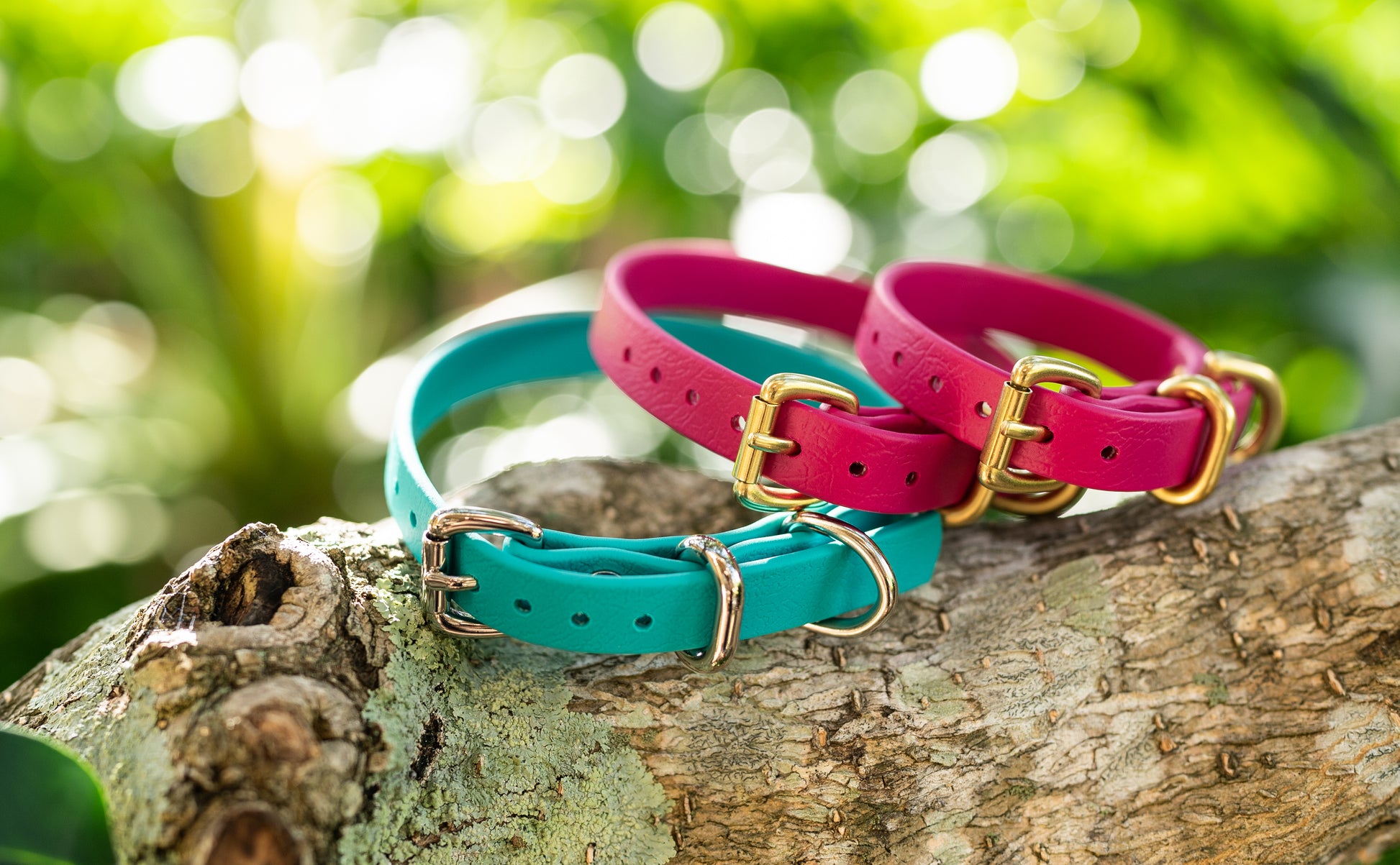 Two colorful dog collars, one teal and two pink dog collars, on a tree branch with a blurred green background.
