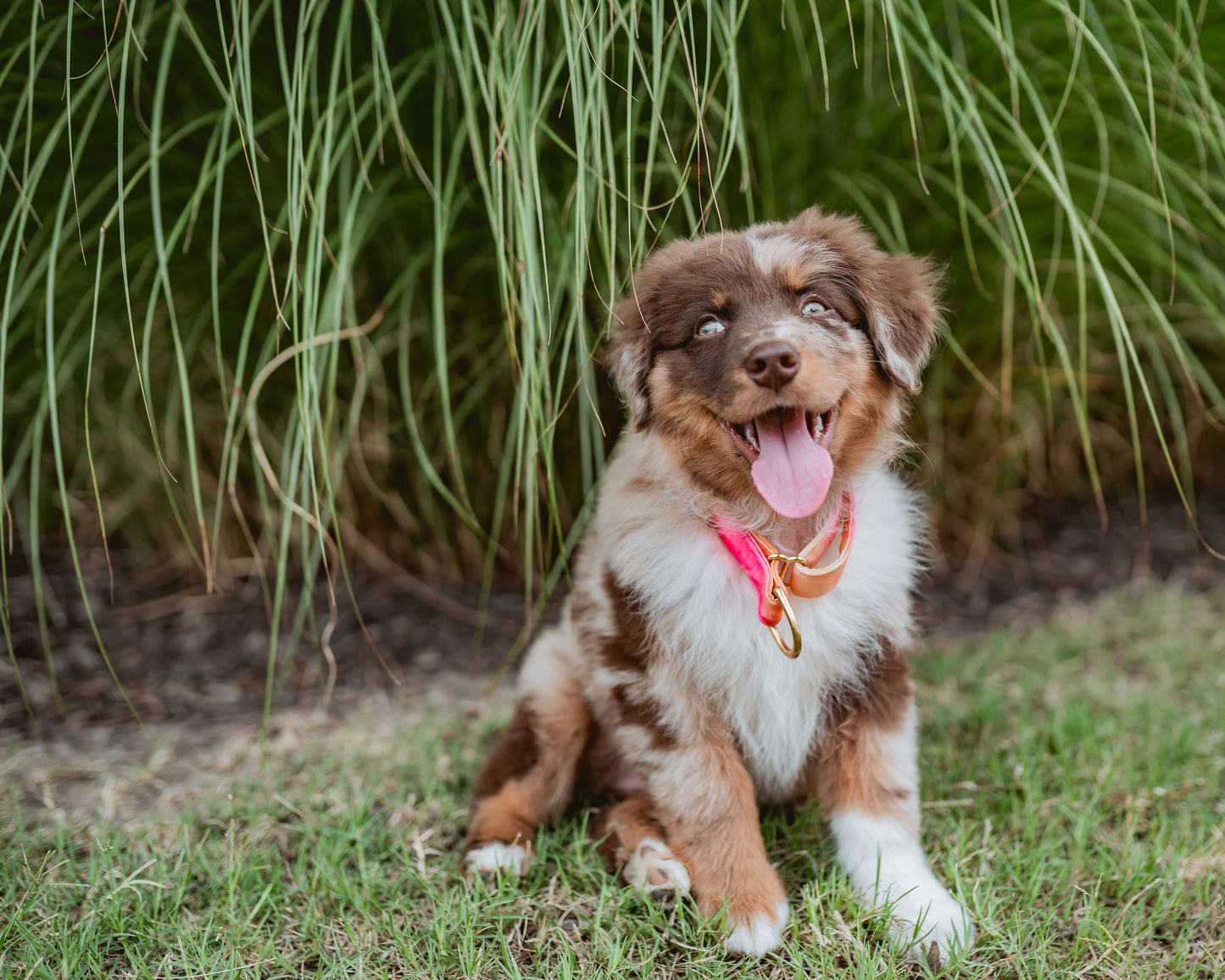 1.5" Width Eco Canvas Collars