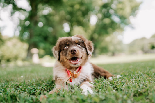 1" Width Eco Canvas Collars