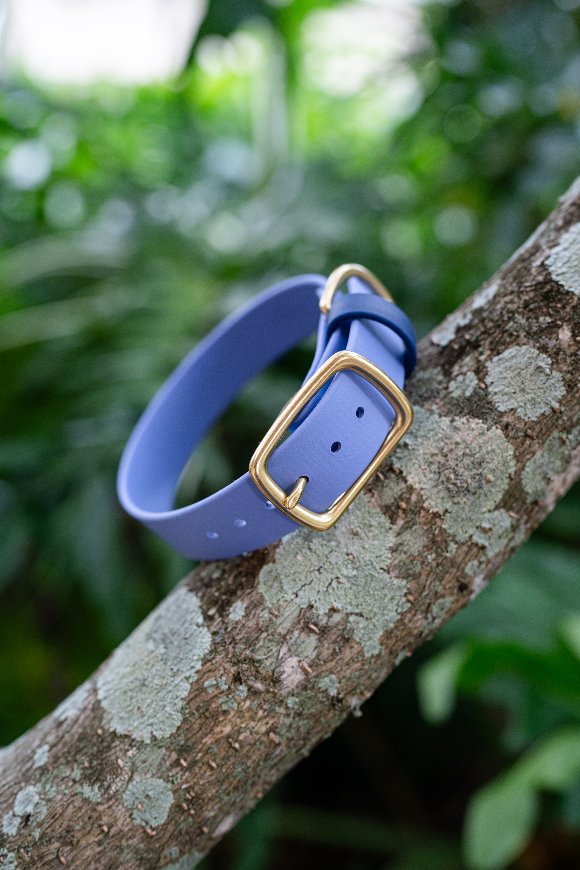 Blue periwinkle Biothane collar with gold buckle on a tree branch