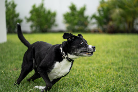 Cow Print Eco Canvas Custom Dog Collar