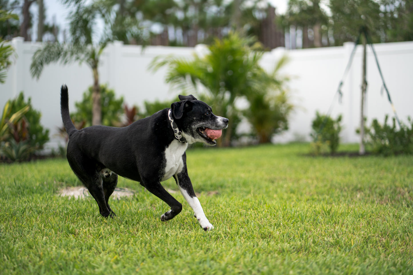 Cow Print Eco Canvas Custom Dog Collar