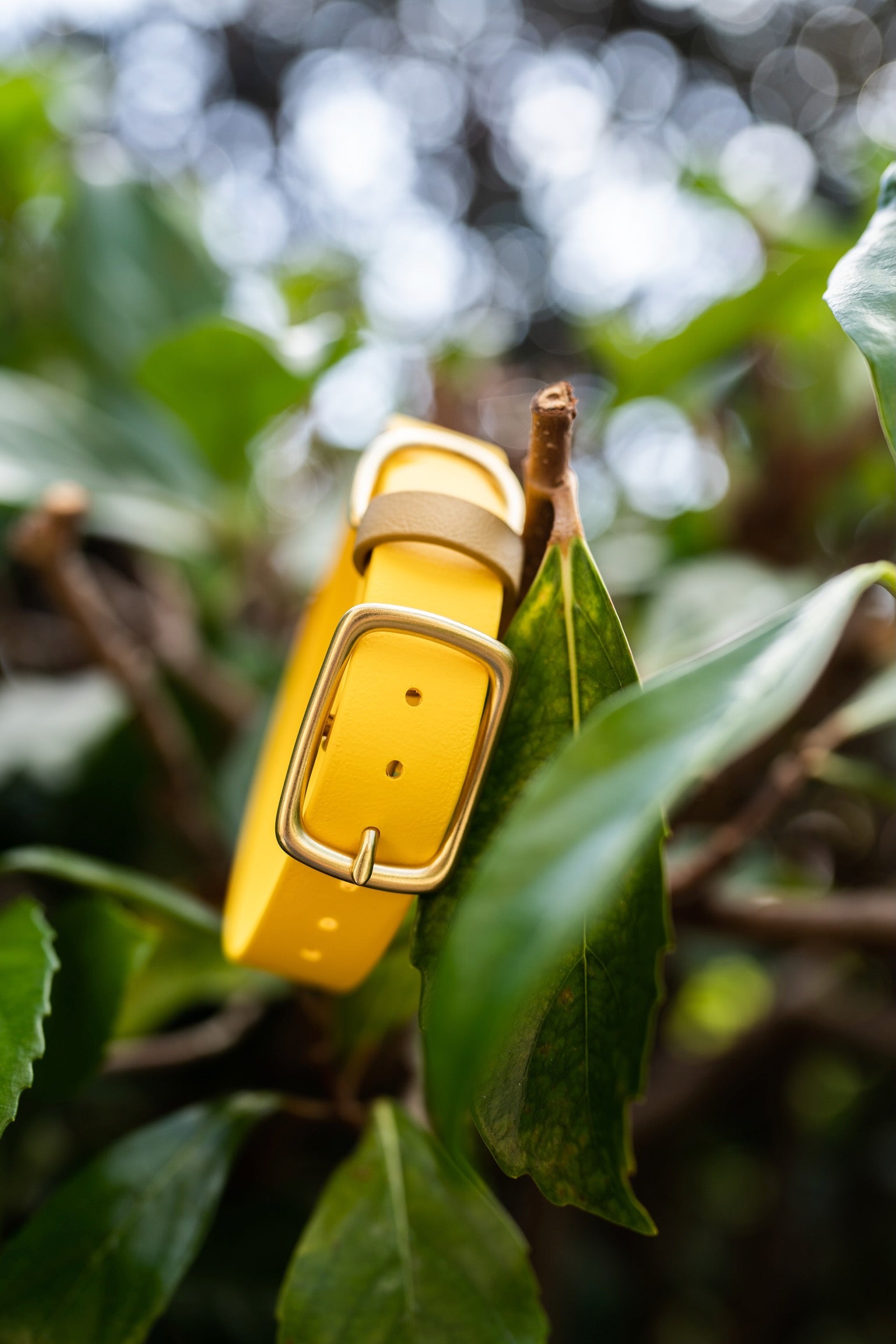 Yellow dog collar with gold buckle on a leafy branch