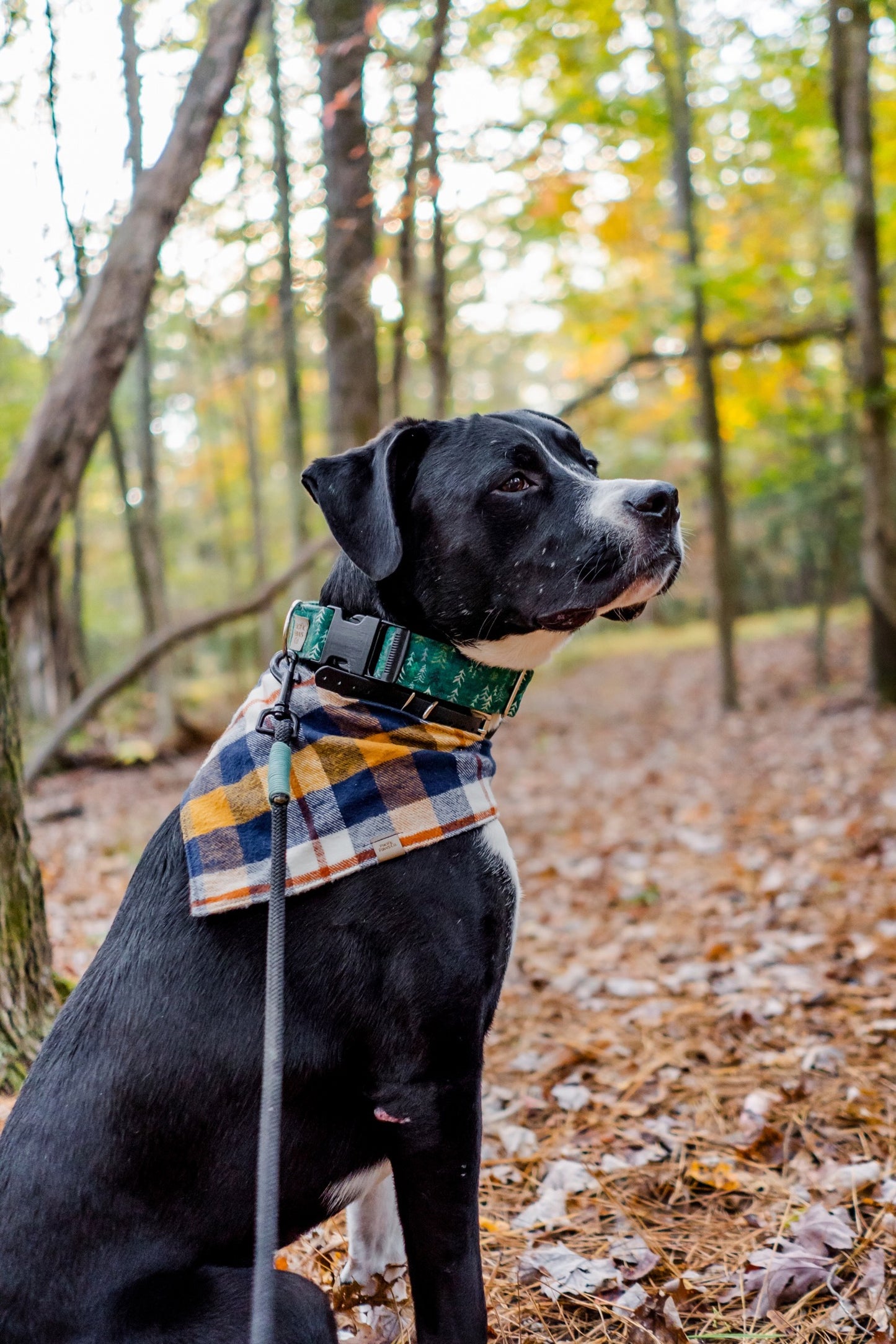 Forest Eco Canvas Custom Dog Collar