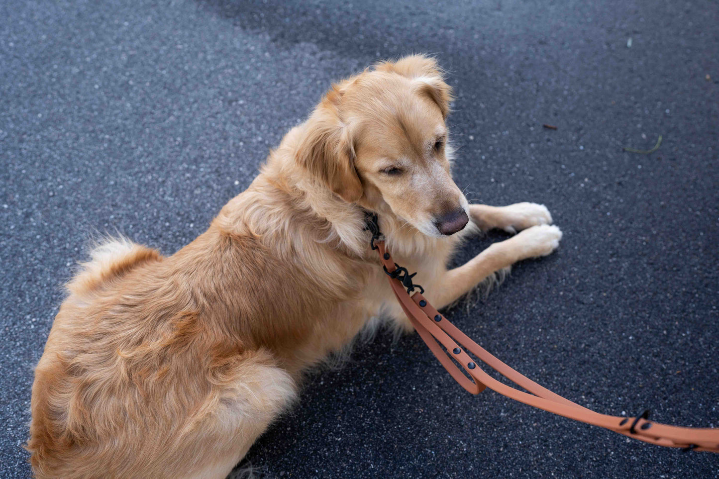 Ultimate Hands-Free Convertible Leash