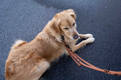 Ultimate Hands-Free Convertible Leash