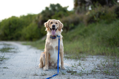 Galaxy Eco Canvas Custom Dog Collar