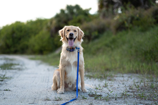 Galaxy Eco Canvas Custom Dog Collar