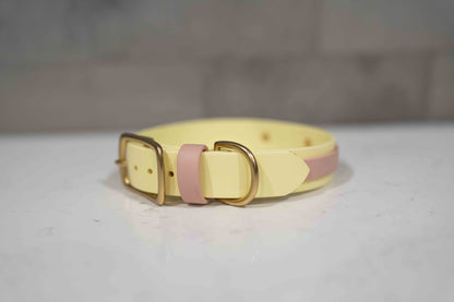 Collar with Accent Stripe