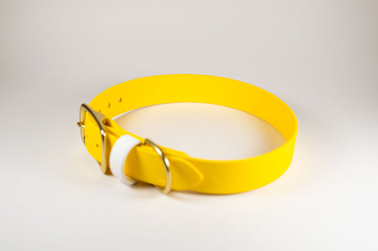 14-17" Yellow Collar