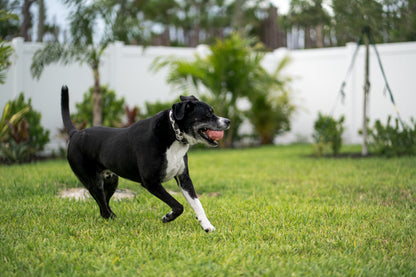 Cow Print Eco Canvas Custom Dog Collar