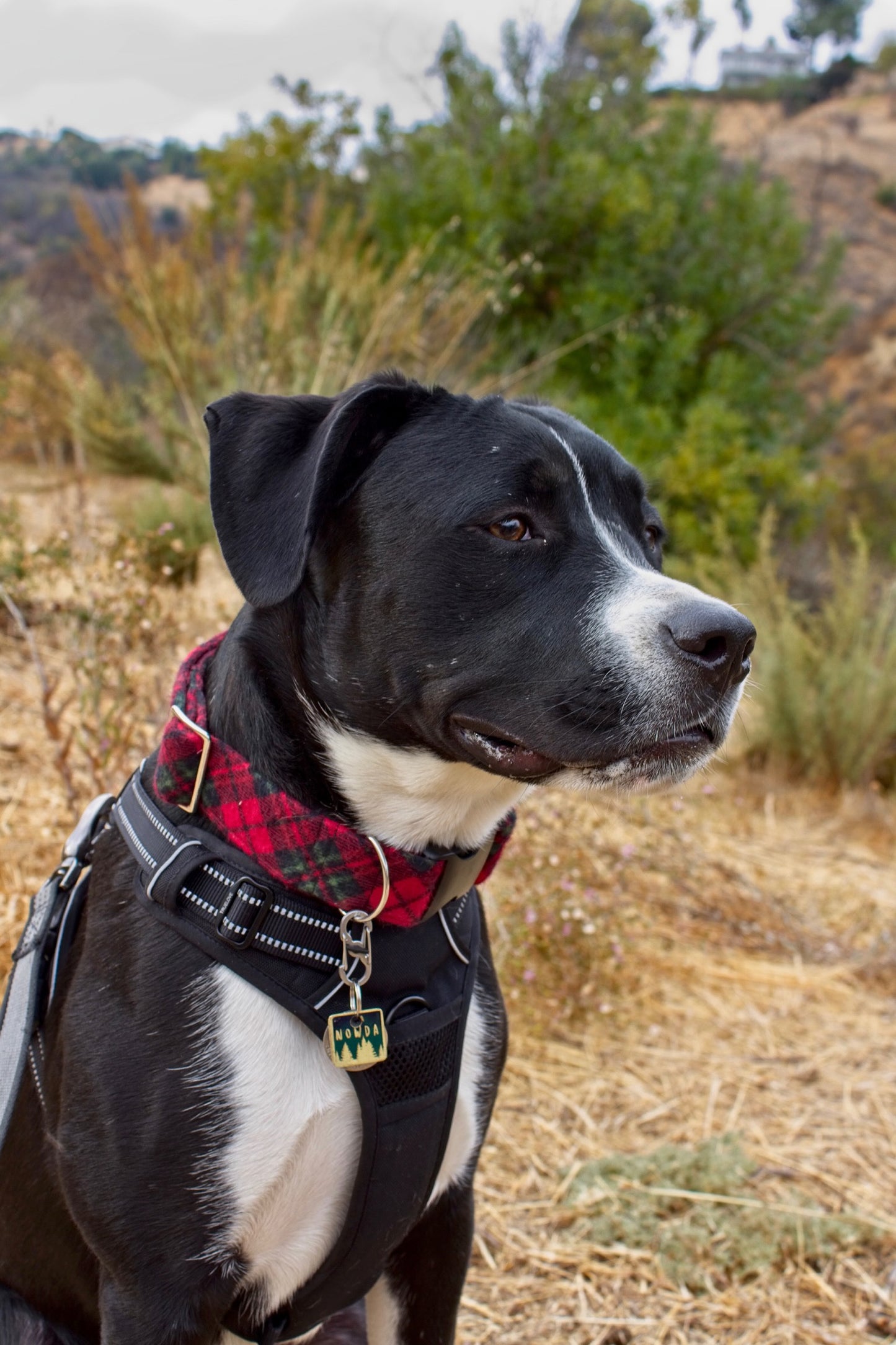 Santa's Flannel Soft Custom Dog Collar